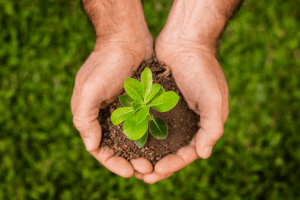 Competitividade Global: Brasil Institui Programa Selo Verde
