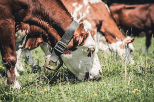 Painéis empresariais no Pantanal Tech MS focam no mercado da carne na região