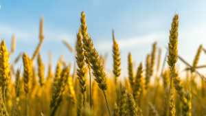 Plano Safra 2024/2025 impulsiona investimentos no agronegócio brasileiro