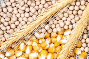 Produtores de soja e milho de Campo Grande ampliam competitividade com novo regime tributário