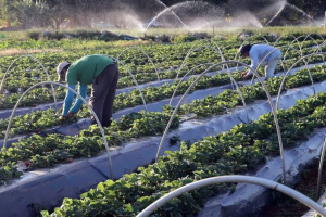 Mato Grosso do Sul busca atrair trabalhadores paraguaios para preencher 25 mil vagas abertas em indústrias, com apoio de documentos e capacitação profissional.