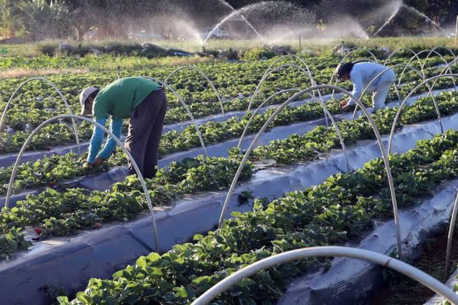 Mato Grosso do Sul busca atrair trabalhadores paraguaios para preencher 25 mil vagas abertas em indústrias, com apoio de documentos e capacitação profissional.